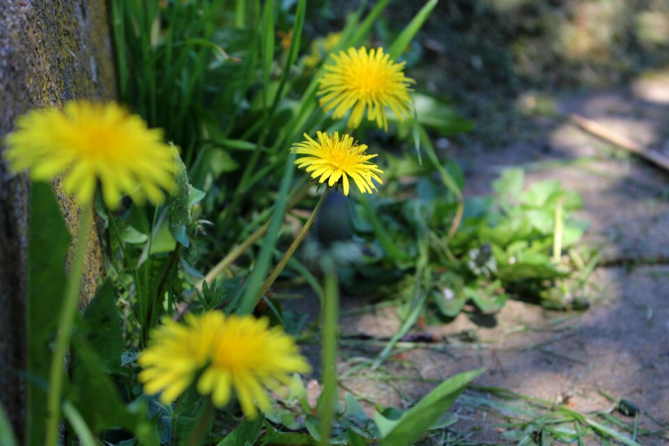 Pointed flower spring close up