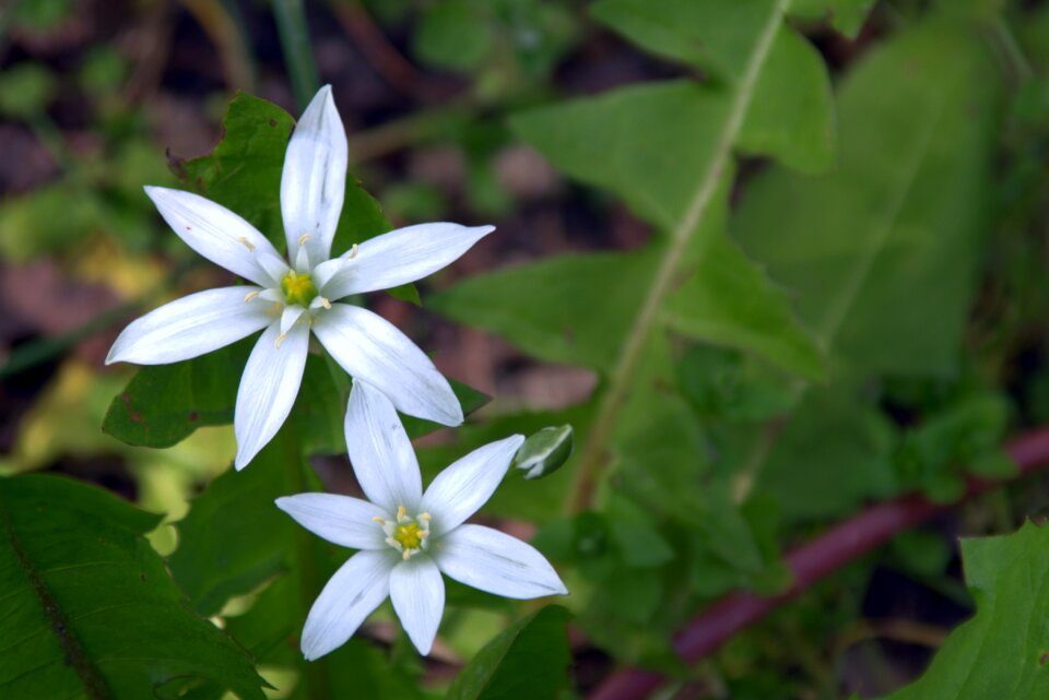 Plant flowers spring