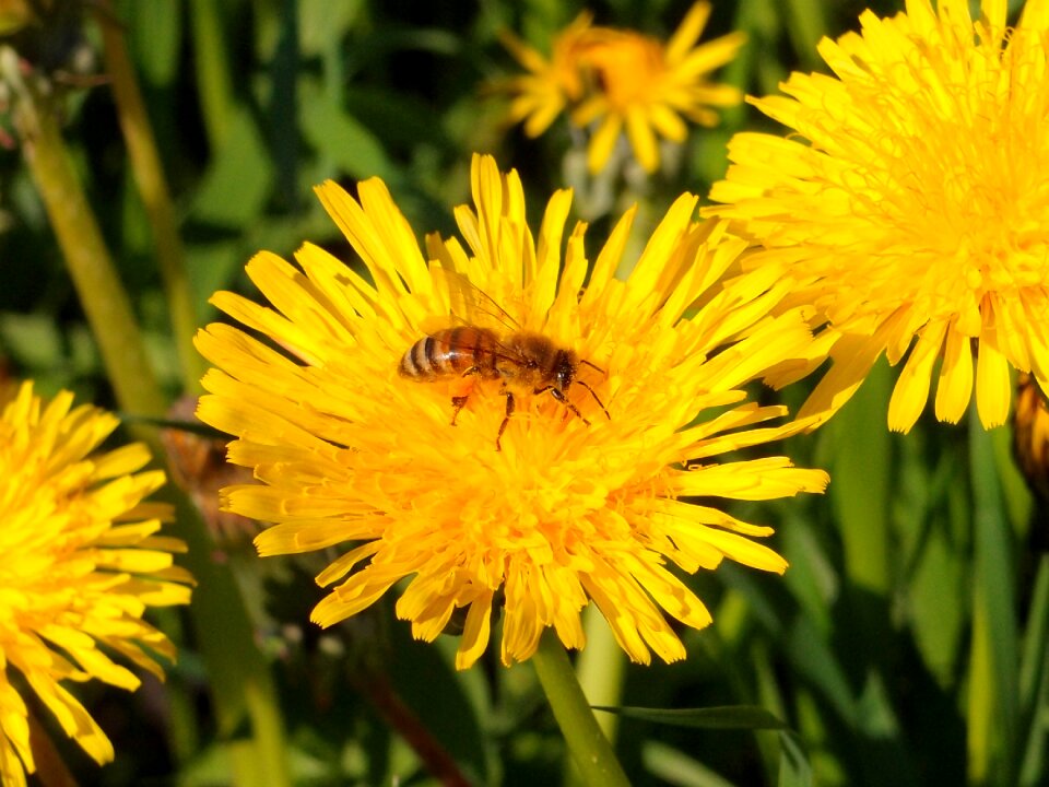 Insects flower may