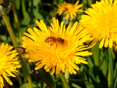 Insects flower may