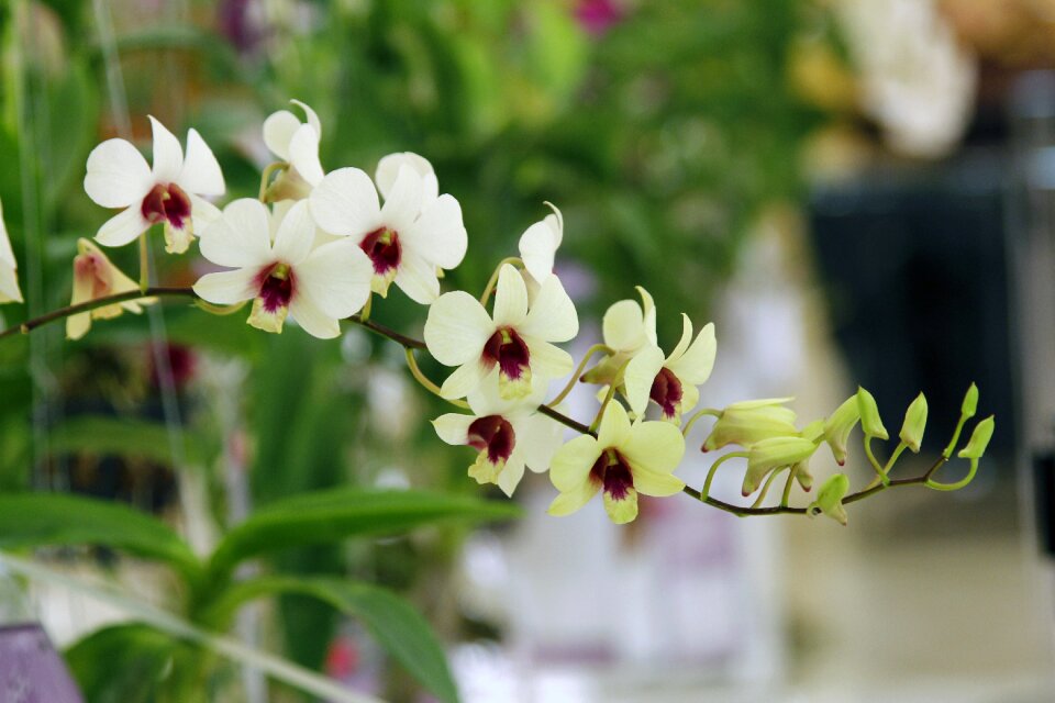 Thailand orchids the trucker gu lawai orchid