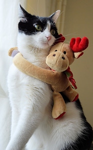 Christmas ecard pet