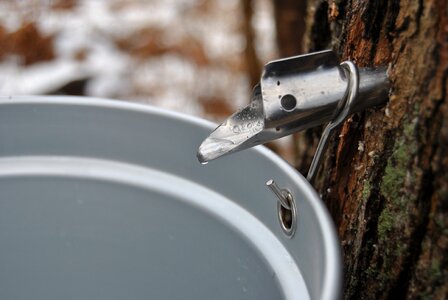 Syrup tapping sap photo