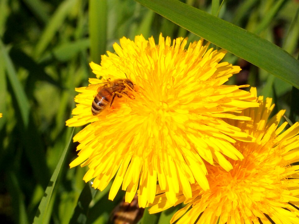 Insects flower may