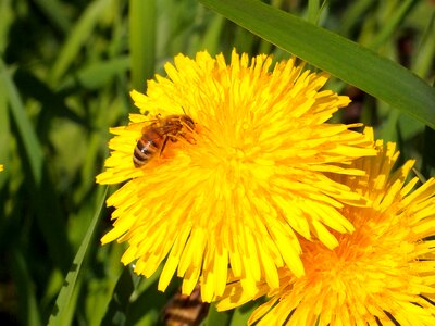 Insects flower may
