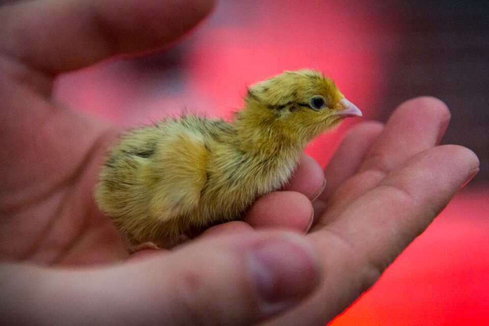 Chicks hand plumage photo