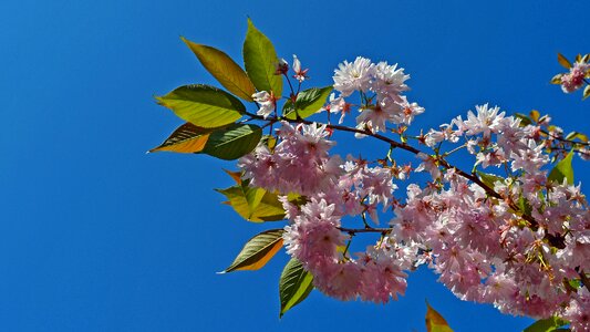 Cherry tree cherry blossom flowers photo