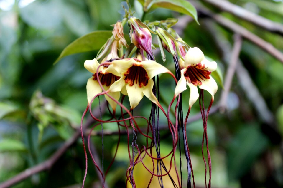 Bloom flora fresh
