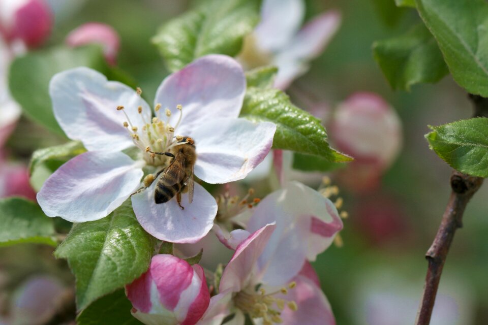 Apple flower spring macro