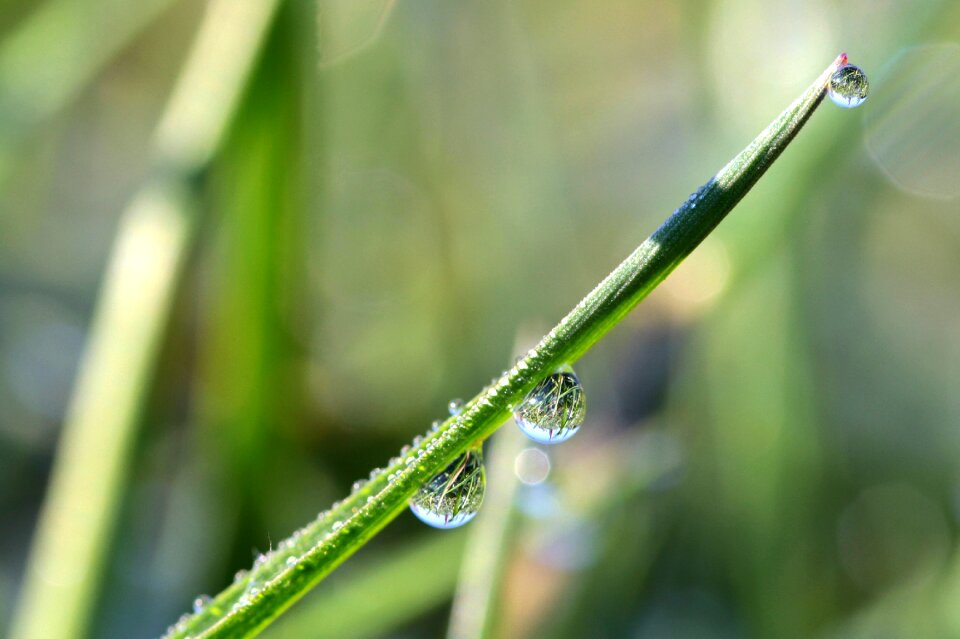 Beaded dewdrop wet