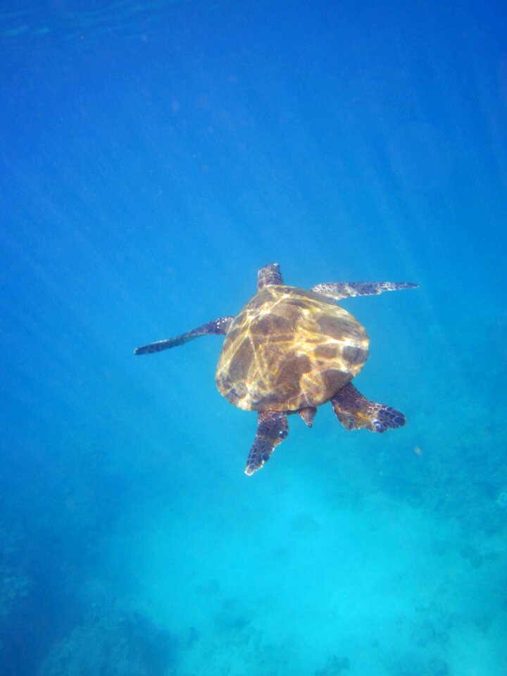 Panzer water turtle water