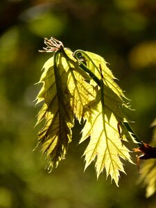 Leaves forest nature photo