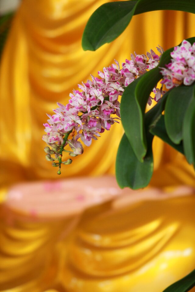Flower buddhism meditation