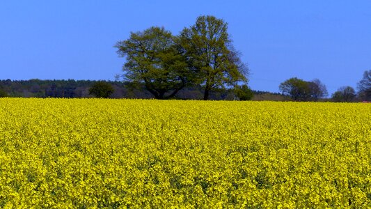 Yellow field nature photo