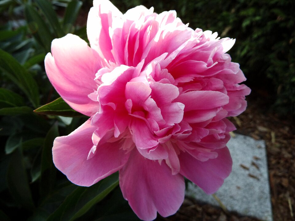 Bloom flower pentecost rosengewächs