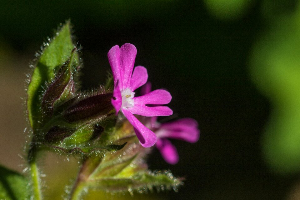 Wild plant wild flower spring