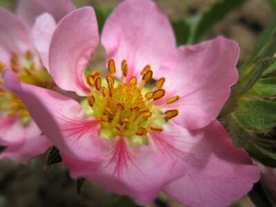 Bloom close up pink photo