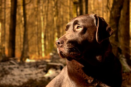 Dog friend sun