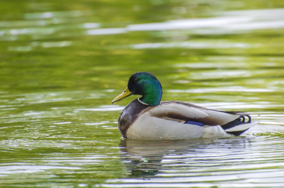Nature lake bird