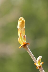 Chestnut foliation spring photo