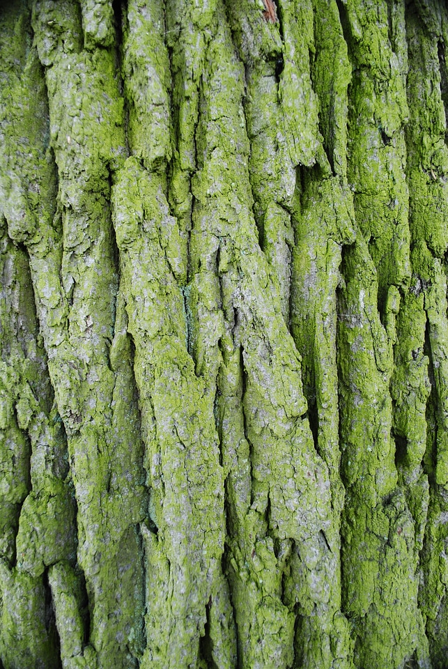 The bark forest tree