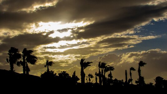 Sunlight palm trees sky
