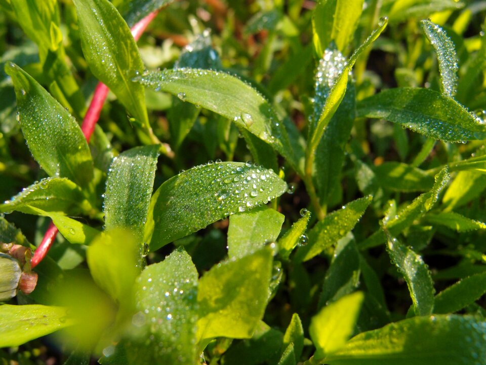 Green greens macro