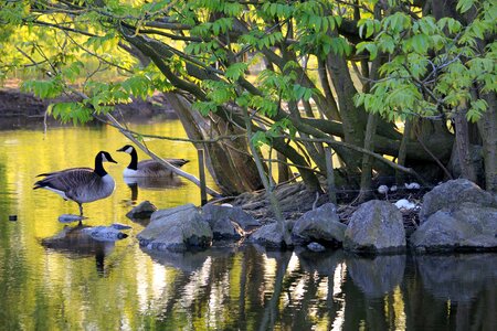 Bird nature wild