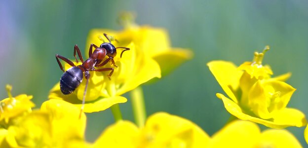 Spurge forest yellow