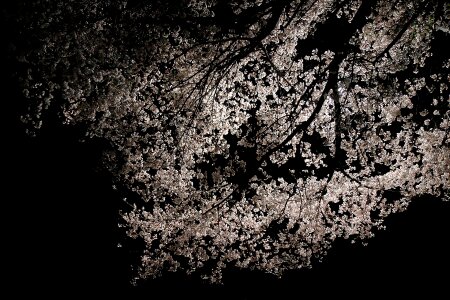 Sakura blossom white photo
