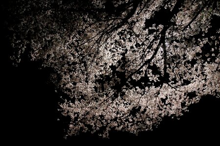 Sakura blossom white