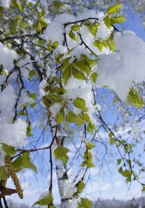 Spring branch leaves