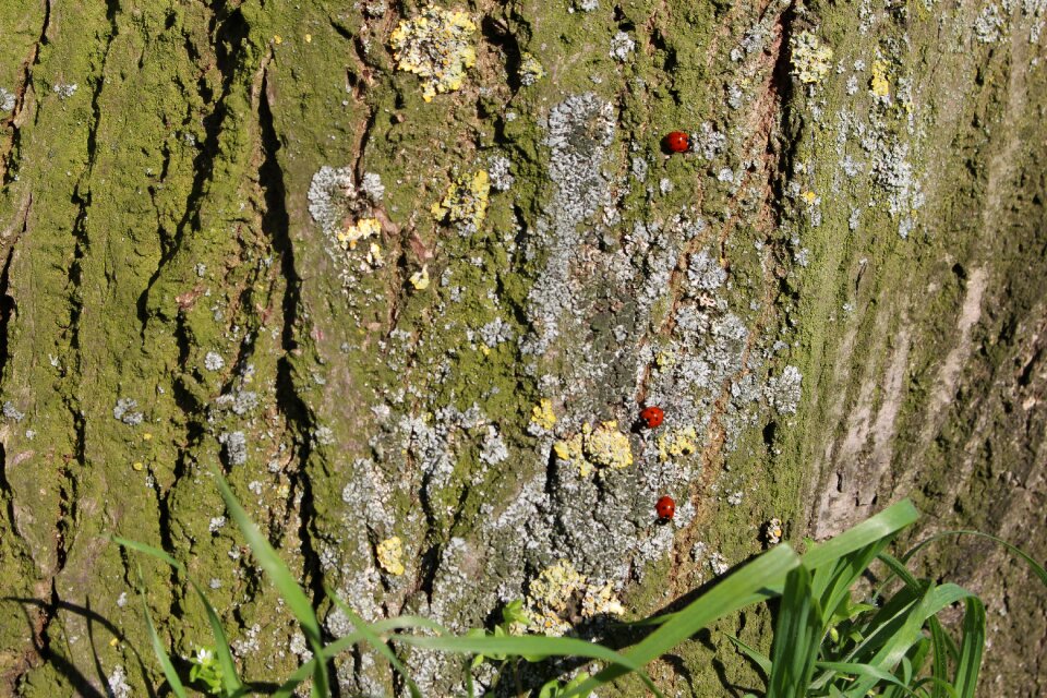 Spring the nature insects