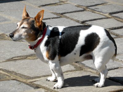 Pet race german shepherd hybrid photo