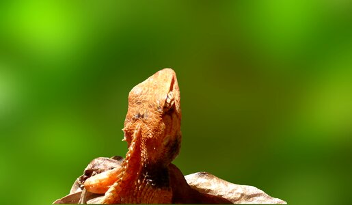 Insect eater animal asia