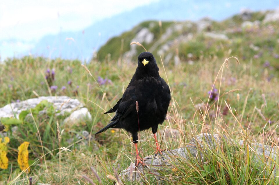 Bird alps france