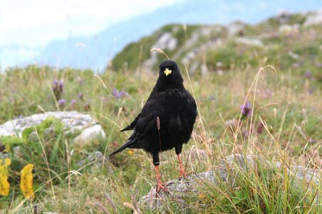 Bird alps france