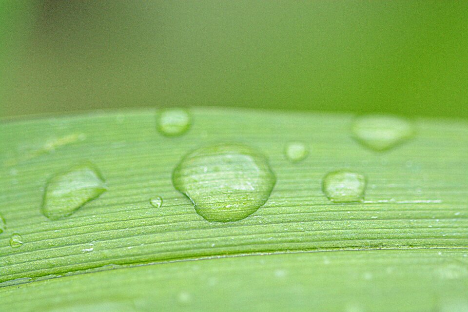 Macro leaves beaded