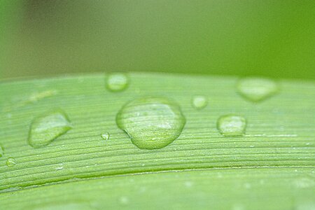 Macro leaves beaded