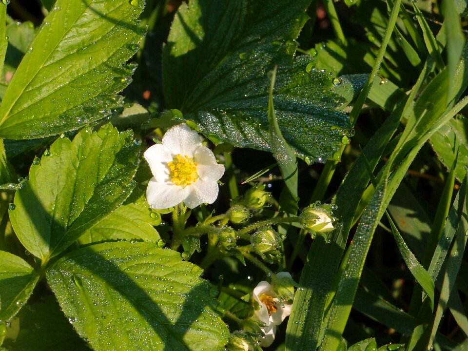 Strawberry flowers flower macro