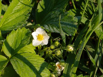 Strawberry flowers flower macro