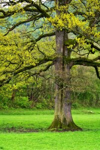 Bark aesthetic nature