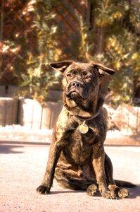 Animal pet brown