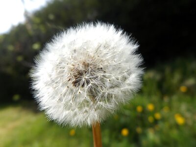 Macro nature garden
