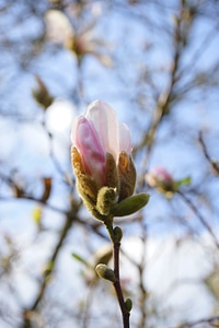 White magnolia sieboldii siebold's magnolia photo