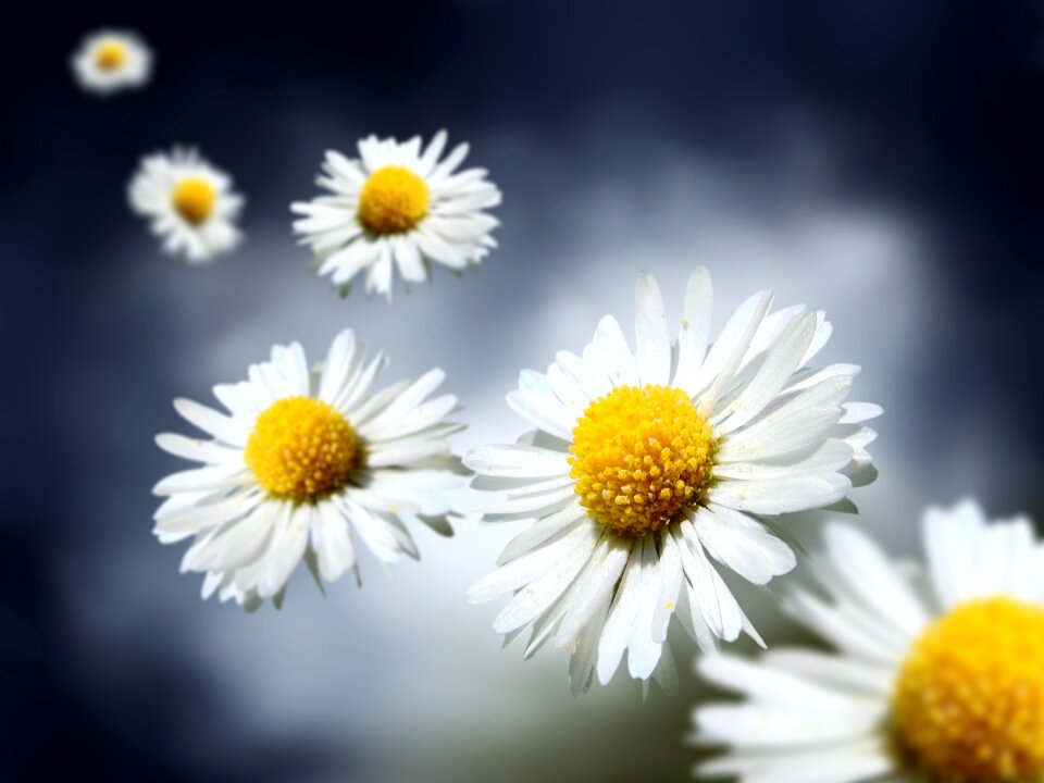 Daisy nature plant