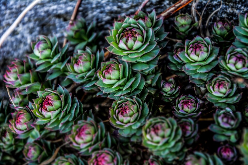 Green cactus nature