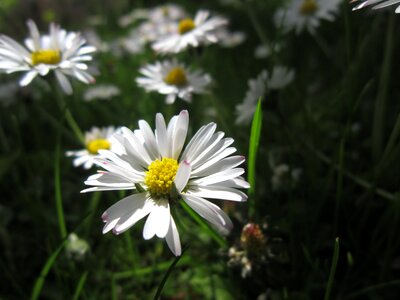 Close up spring white photo