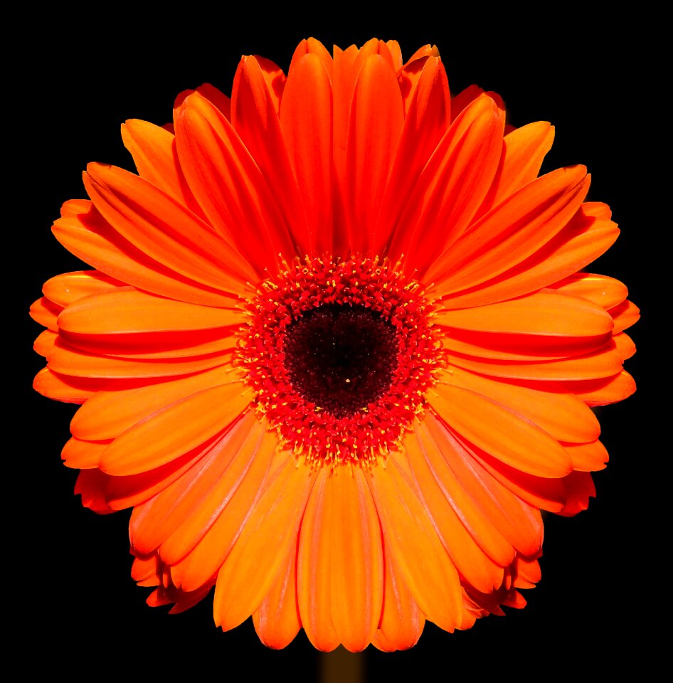 Bloom gerbera bloom