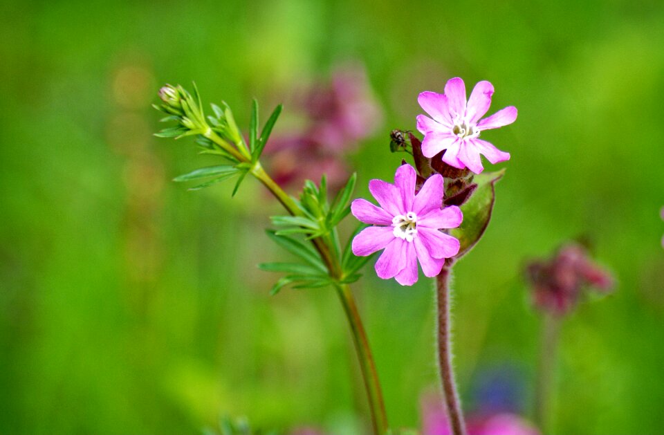 Wild flower blossom bloom